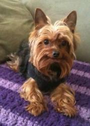 Reunited Male Dog last seen Elm Lane & Hickory, Etna, PA 15223