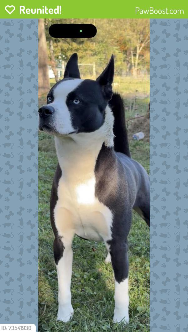 Reunited Male Dog last seen Old route 51 road smock pa, Smock, PA 15480