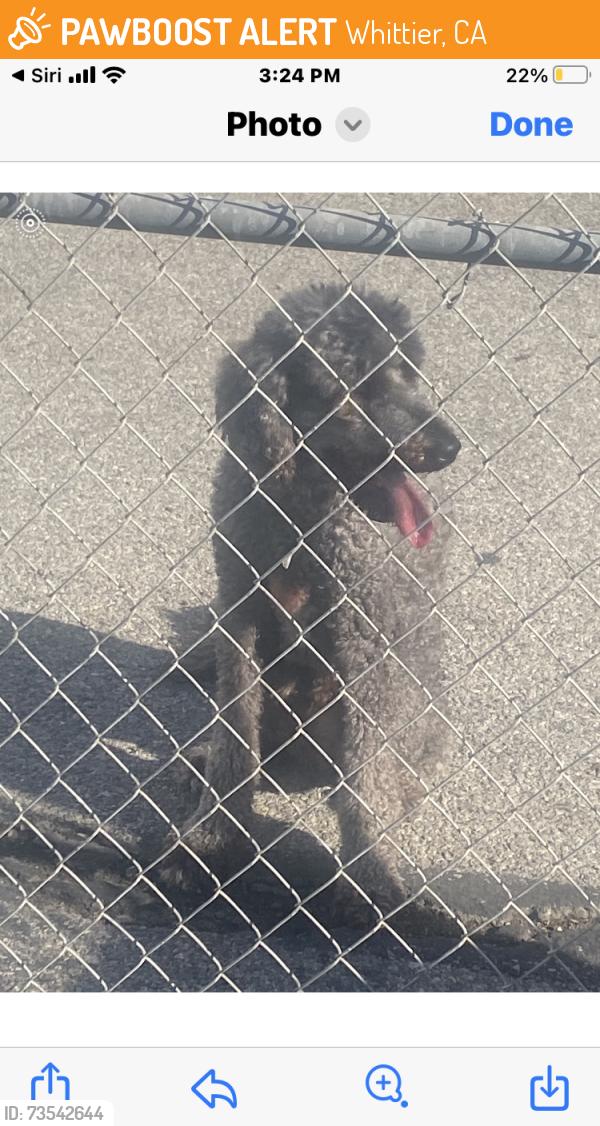 Found/Stray Male Dog last seen Near Dunlap Crossing rd.., Whittier, CA 90606