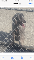 Found/Stray Male Dog last seen Near Dunlap Crossing rd.., Whittier, CA 90606