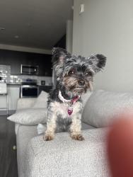 Lost Female Dog last seen 46th and gradview, Odessa, TX 79762