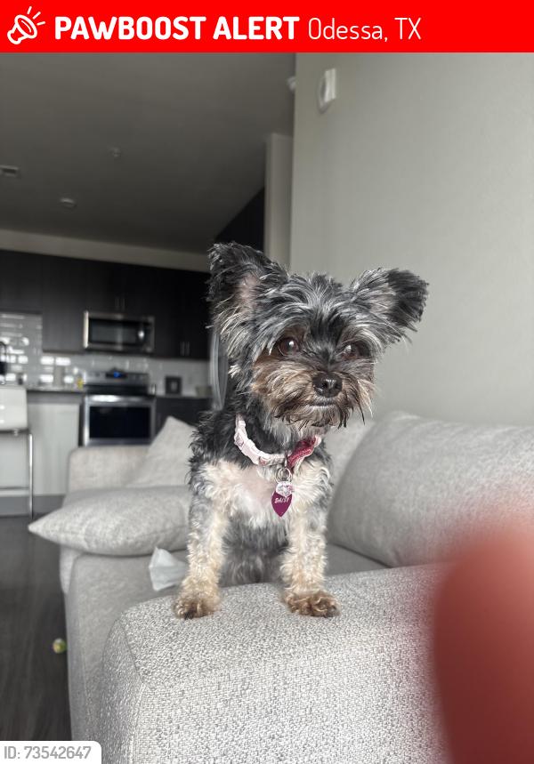 Lost Female Dog last seen 46th and gradview, Odessa, TX 79762