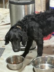 Reunited Male Dog last seen Reno and Dobbs, Reno, NV 89501