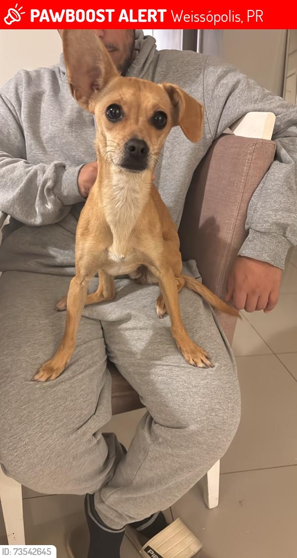 Lost Female Dog last seen Perto do Max atacadista, indo sentido avenida irai, Weissópolis, PR 