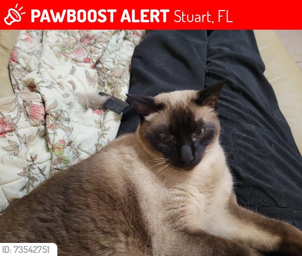 Lost Male Cat last seen North Shores Golf Course, Stuart, FL 34994
