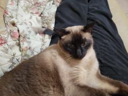 Lost Male Cat last seen North Shores Golf Course, Stuart, FL 34994