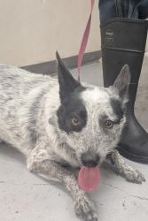 Shelter Stray Female Dog last seen , , NM, 1209 NM-314, Los Lunas, NM 87031, USA