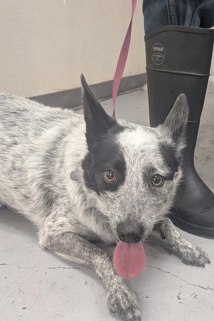 Shelter Stray Female Dog last seen , , NM, 1209 NM-314, Los Lunas, NM 87031, USA