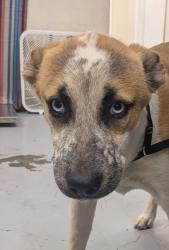 Shelter Stray Female Dog last seen Belen Area by Walmart, Valencia,, 1209 NM-314, Los Lunas, NM 87031, USA