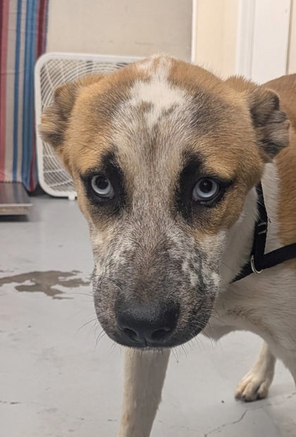 Shelter Stray Female Dog last seen Belen Area by Walmart, Valencia,, 1209 NM-314, Los Lunas, NM 87031, USA
