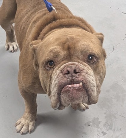 Shelter Stray Male Dog last seen Sophia Lane (BELEN ACO), Belen,, 1209 NM-314, Los Lunas, NM 87031, USA