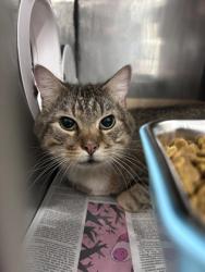 Shelter Stray Male Cat last seen Food Lion James City, James City, NC, 1639 Old Airport Rd, New Bern, NC 28562, USA