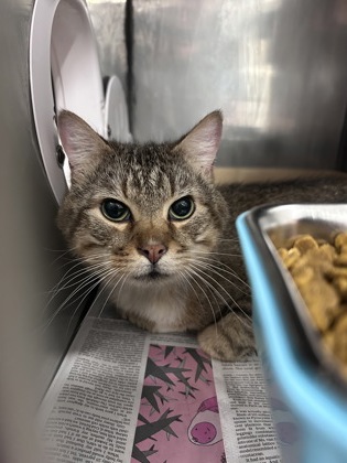 Shelter Stray Male Cat last seen Food Lion James City, James City, NC, 1639 Old Airport Rd, New Bern, NC 28562, USA