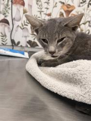 Shelter Stray Female Cat last seen Near Moster, 21216, MD, 2490 Giles Rd, Baltimore, MD 21225, USA