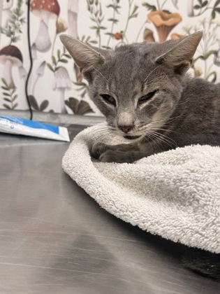 Shelter Stray Female Cat last seen Near Moster, 21216, MD, 2490 Giles Rd, Baltimore, MD 21225, USA