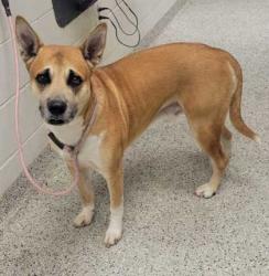 Shelter Stray Male Dog last seen Near NW Lakeview Dr, 64118, MO, 7077 Elmwood Ave, Kansas City, MO 64132, USA