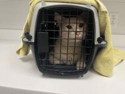 Shelter Stray Unknown Cat last seen E 46th and Hanover Ct, 64110, MO, 7077 Elmwood Ave, Kansas City, MO 64132, USA