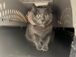 Shelter Stray Female Cat last seen NW 85th Ter & Barry Rd, KCMO, 64154, 64154, MO, 7077 Elmwood Ave, Kansas City, MO 64132, USA
