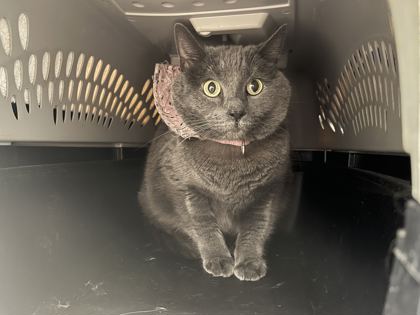 Shelter Stray Female Cat last seen NW 85th Ter & Barry Rd, KCMO, 64154, 64154, MO, 7077 Elmwood Ave, Kansas City, MO 64132, USA