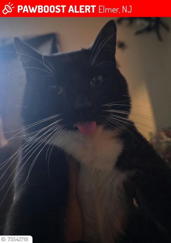 Lost Male Cat last seen Hwy 77, Elmer, NJ 08318