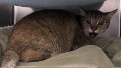 Shelter Stray Female Cat last seen Near E 29th St, Oakland, CA, 1101 29th Ave, Oakland, CA 94601, USA