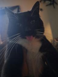 Lost Male Cat last seen Hwy 77, Elmer, NJ 08318
