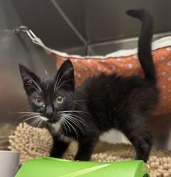Shelter Stray Unknown Cat last seen Dumped in OAS front parking lot, Oakland,, 1101 29th Ave, Oakland, CA 94601, USA