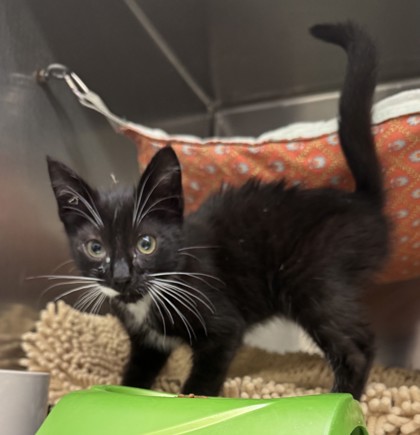 Shelter Stray Unknown Cat last seen Dumped in OAS front parking lot, Oakland,, 1101 29th Ave, Oakland, CA 94601, USA