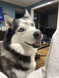 Reunited Female Dog last seen Del Mar/Deodar, Montclair, CA 91763