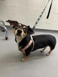 Shelter Stray Female Dog last seen Near block of Stone Way N, Seattle, WA, 2061 15th Ave W, Seattle, WA 98119, USA