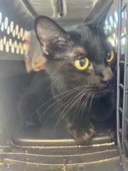 Shelter Stray Female Cat last seen Near Bolton Road, Atlanta, GA, 1251 Fulton Industrial Blvd NW, Atlanta, GA 30336, USA