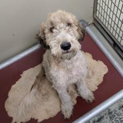 Shelter Stray Male Dog last seen 2111madison hwy, Valdosta-31601, GA, 337 Gil Harbin Industrial Blvd, Valdosta, GA 31601, USA