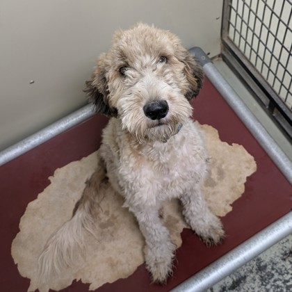 Shelter Stray Male Dog last seen 2111madison hwy, Valdosta-31601, GA, 337 Gil Harbin Industrial Blvd, Valdosta, GA 31601, USA