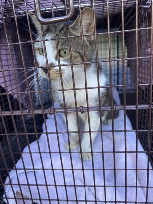Shelter Stray Female Cat last seen Near 24th Street Lot 3, IRC AC, FL, 6230 77th St, Vero Beach, FL 32967, USA