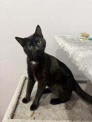 Shelter Stray Female Cat last seen Near N Blvd, 70802, LA, 2550 Gourrier Ave, Baton Rouge, LA 70820, USA