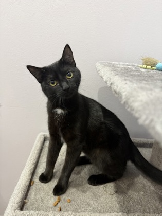 Shelter Stray Female Cat last seen Near N Blvd, 70802, LA, 2550 Gourrier Ave, Baton Rouge, LA 70820, USA