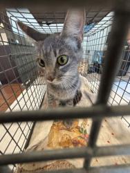 Shelter Stray Female Cat last seen Near Old Hammond Hwy, 70816, LA, 2550 Gourrier Ave, Baton Rouge, LA 70820, USA