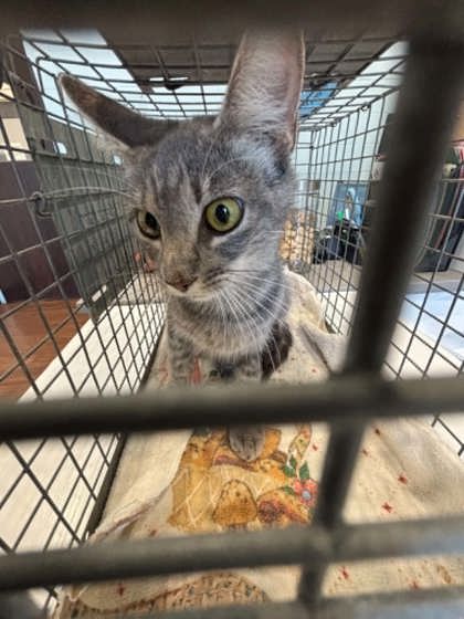 Shelter Stray Female Cat last seen Near Old Hammond Hwy, 70816, LA, 2550 Gourrier Ave, Baton Rouge, LA 70820, USA