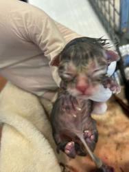Shelter Stray Unknown Cat last seen Near Old Hammond Hwy, 70816, LA, 2550 Gourrier Ave, Baton Rouge, LA 70820, USA