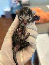 Shelter Stray Unknown Cat last seen Near Old Hammond Hwy, 70816, LA, 2550 Gourrier Ave, Baton Rouge, LA 70820, USA