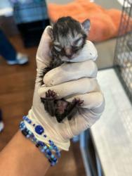 Shelter Stray Unknown Cat last seen Near Old Hammond Hwy, 70816, LA, 2550 Gourrier Ave, Baton Rouge, LA 70820, USA
