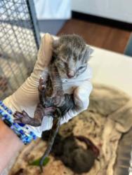 Shelter Stray Unknown Cat last seen Near Old Hammond Hwy, 70816, LA, 2550 Gourrier Ave, Baton Rouge, LA 70820, USA