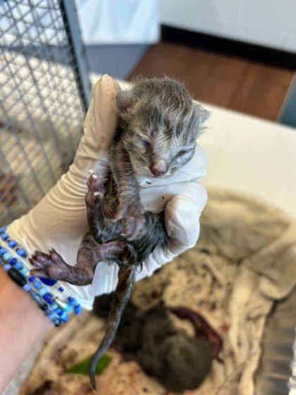 Shelter Stray Unknown Cat last seen Near Old Hammond Hwy, 70816, LA, 2550 Gourrier Ave, Baton Rouge, LA 70820, USA