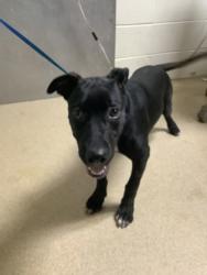 Shelter Stray Male Dog last seen Near Townsend Dr, Central District, TX, 355 Hillshire Dr, Haslet, TX 76052, USA