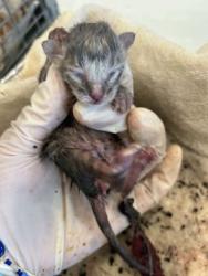 Shelter Stray Unknown Cat last seen Near Old Hammond Hwy, 70816, LA, 2550 Gourrier Ave, Baton Rouge, LA 70820, USA