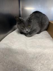 Shelter Stray Unknown Cat last seen Pacifc street and Church street, Roseville City, CA, 200 Tahoe Ave, Roseville, CA 95678, USA