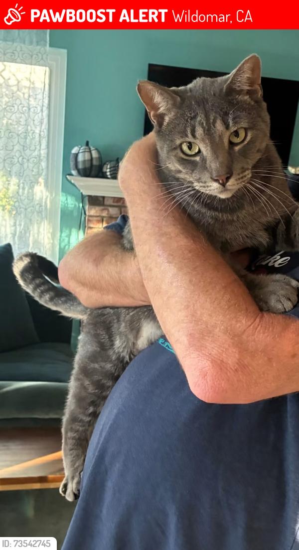 Deceased Male Cat last seen Sellers Rd, Wildomar, CA 92595, USA, Wildomar, CA 92595
