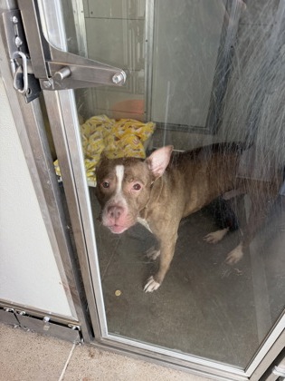 Shelter Stray Male Dog last seen Near Scranton, 2nd District, OH, 9203 Detroit Ave, Cleveland, OH 44102, USA