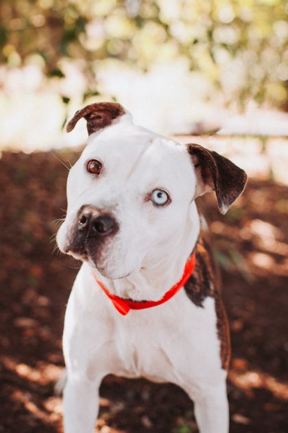 Shelter Stray Female Dog last seen Near Commander Road, North Charleston, SC, 2455 Remount Rd, North Charleston, SC 29406, USA
