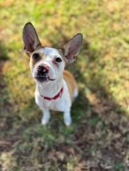 Shelter Stray Female Dog last seen Near Beall, Gregg County, TX, 303 H G Mosley Pkwy, Longview, TX 75604, USA